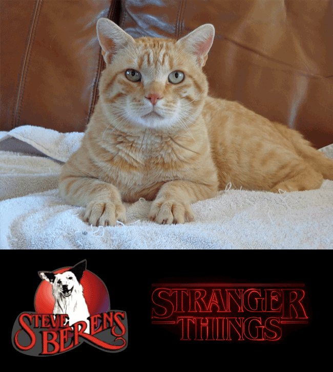 "Taj" from Steve Beren\'s in "Stranger Things".
