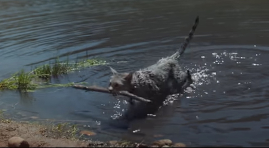 "Walter The Cat" from Studio Animal Services Steals America\'s Heart in a Fetchingly Fun Ad for Chevy.