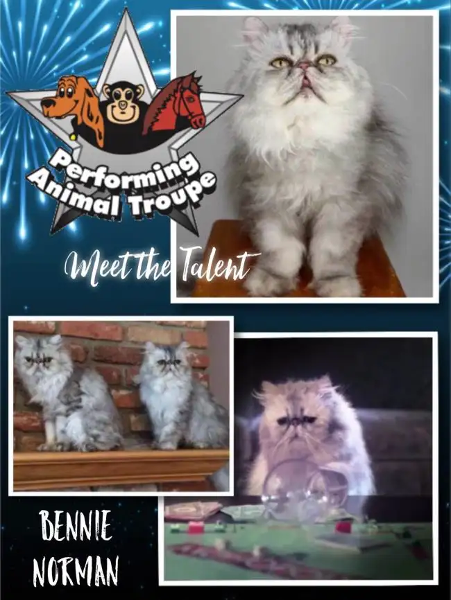Meet the Animal Talent at Performing Animal Troupe!