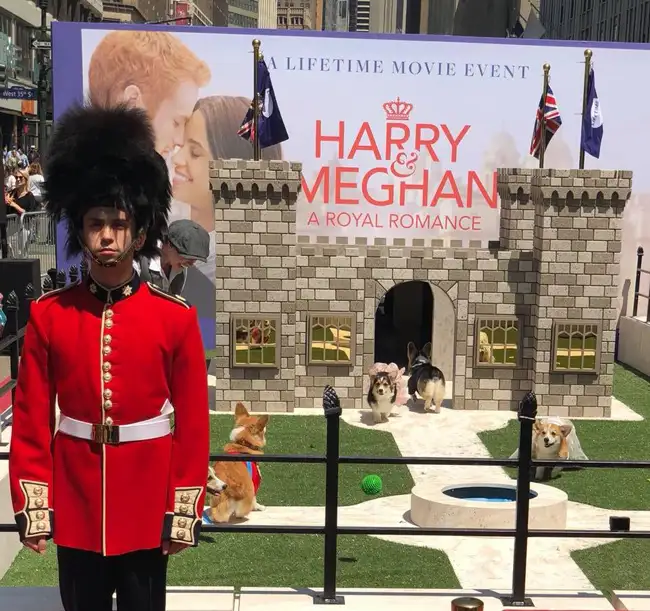 All Tame Animals corgis to promote Lifetime movie for Harry and Megan