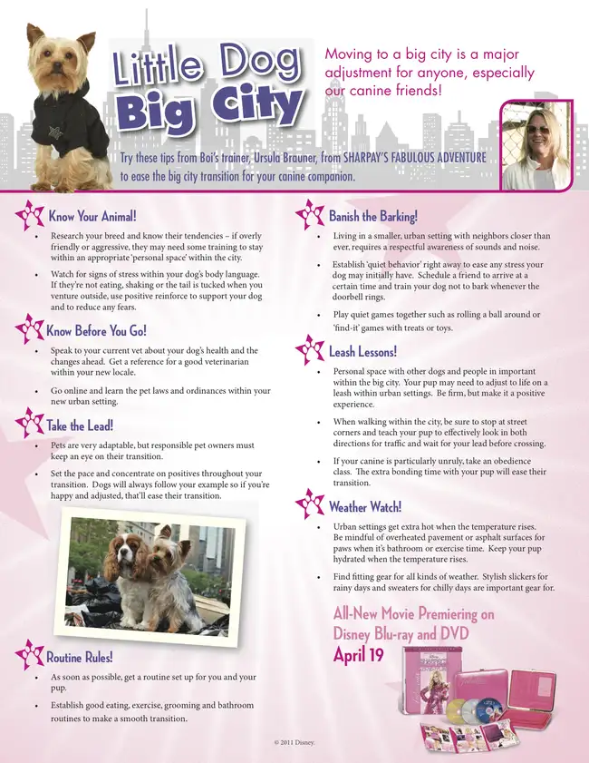 Little Dog: Big City! Life with a Metropolitan Pet!