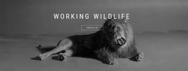 Steve Martin\'s Working Wildlife