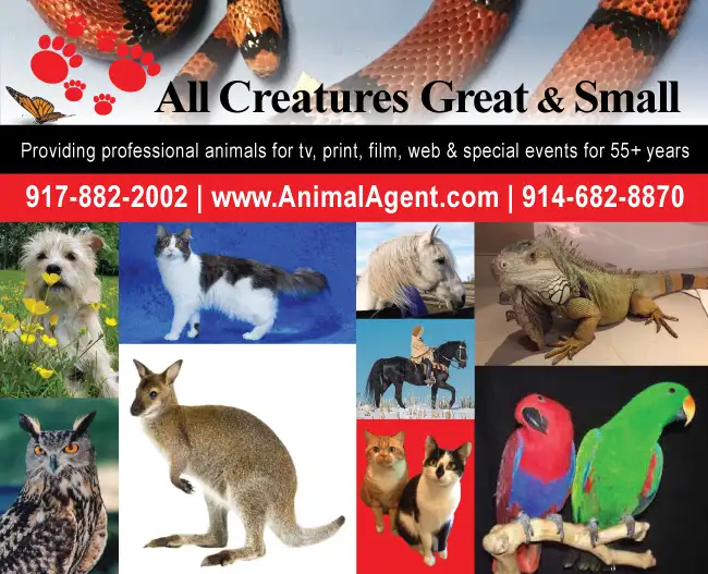 All Creatures Great & Small ongoing SERESTO dog TV, print & video campaign
