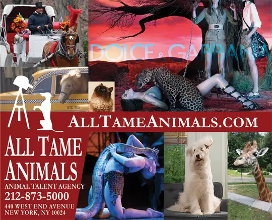 All Tame Animals: Trainers are ready to work now!