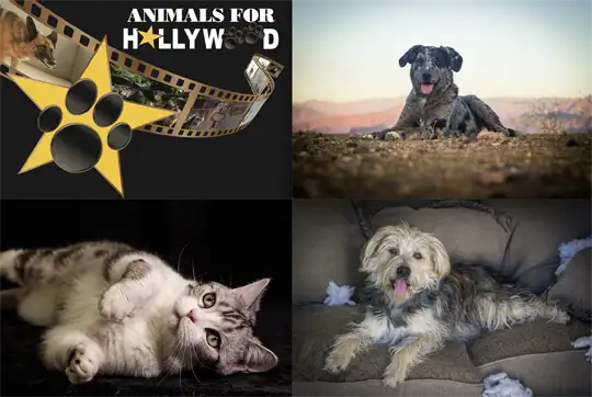 Animals For Hollywood: Welcome to the Family!