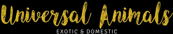 Kitty Halftime Show air for Animal Planet\'s Puppy Bowl