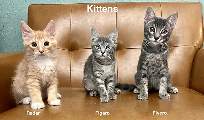 Studio Animal Services, LLC - Kittens Available for Production