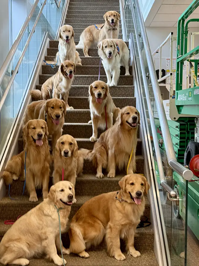 Lights! Camera! aaaand GOLDENS at All Animal Actors International