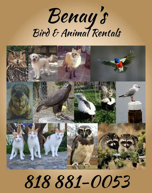 BENAY'S BIRD<br />AND ANIMAL RENTALS