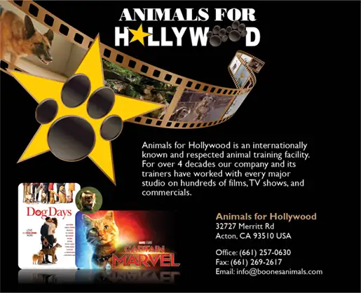 ANIMALS FOR HOLLYWOOD