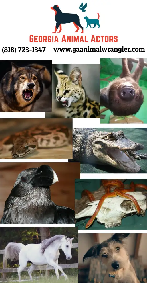 ATLANTA GEORGIA ANIMAL ACTORS