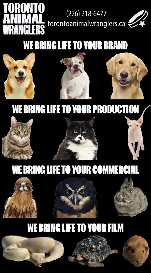 TORONTO ANIMAL WRANGLERS