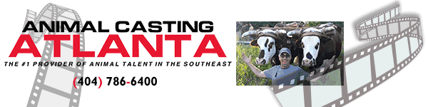 Animal Casting Atlanta