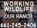 Steve Martin\'s Working Wildlife