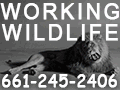 Steve Martin\'s Working Wildlife